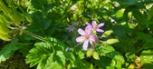 Enlarge photo 685