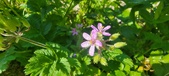 Enlarge photo 683