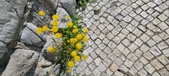 Enlarge photo 680