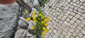 Enlarge photo 679