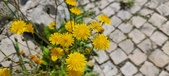 Enlarge photo 677
