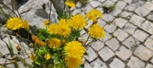 Enlarge photo 676