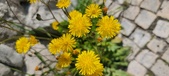 Enlarge photo 675