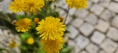 Enlarge photo 674