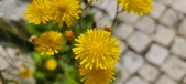 Enlarge photo 673