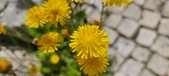 Enlarge photo 672
