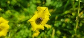 Enlarge photo 670