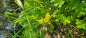Enlarge photo 663