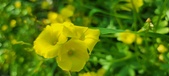 Enlarge photo 659