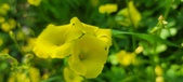 Enlarge photo 658