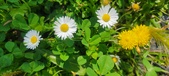 Enlarge photo 654