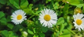 Enlarge photo 653