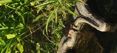 Enlarge photo 350