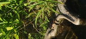 Enlarge photo 348
