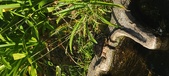 Enlarge photo 347