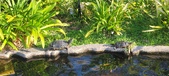 Enlarge photo 340