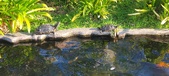 Enlarge photo 338