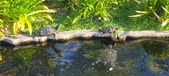 Enlarge photo 337