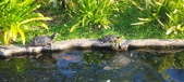 Enlarge photo 336