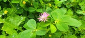 Enlarge photo 302