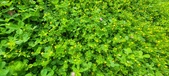 Enlarge photo 300