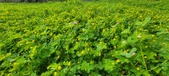 Enlarge photo 297