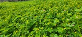 Enlarge photo 296