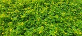 Enlarge photo 294