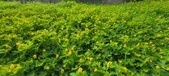 Enlarge photo 293