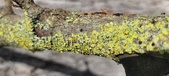 Enlarge photo 280