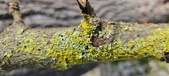 Enlarge photo 279