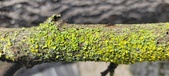 Enlarge photo 277
