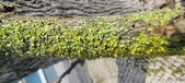 Enlarge photo 276