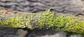 Enlarge photo 275