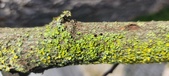 Enlarge photo 274