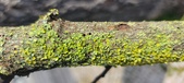 Enlarge photo 273