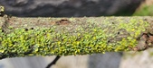 Enlarge photo 272