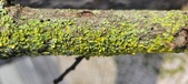 Enlarge photo 271