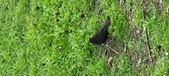 Enlarge photo 232