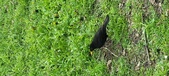 Enlarge photo 231