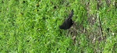 Enlarge photo 230