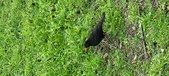 Enlarge photo 229