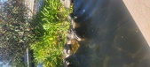 Enlarge photo 386