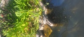 Enlarge photo 379