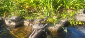 Enlarge photo 383
