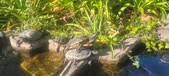 Enlarge photo 385