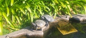 Enlarge photo 369
