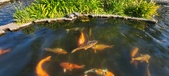 Enlarge photo 367