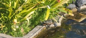Enlarge photo 355