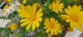Enlarge photo 153